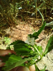 © Kirk Lawson, some rights reserved (CC-BY-NC)