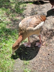 Alopochen aegyptiaca