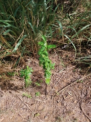 © Kirk Lawson, some rights reserved (CC-BY-NC)