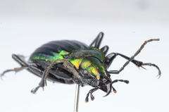 Carabus lineatus
