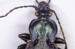 Carabus deyrolei