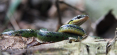 Erythrolamprus epinephalus