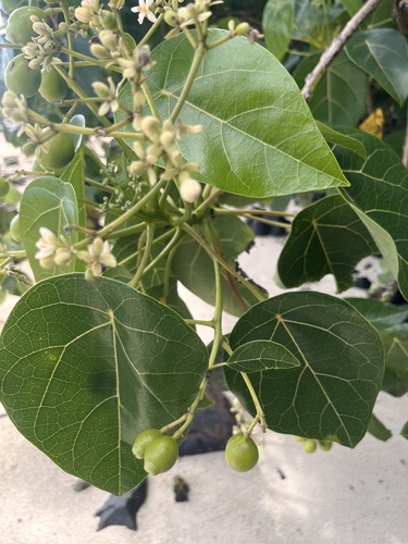 Foto de Pau-de-jangada