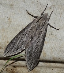 Sphinx chersis