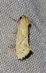 Acrolophus laticapitana