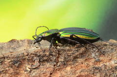 Carabus lineatus
