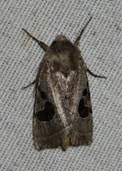 Hypotrix lunata