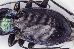 Carabus deyrolei