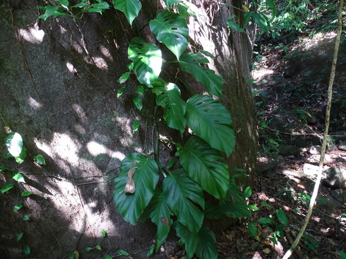 Monstera acuminata (Monstera acuminata)