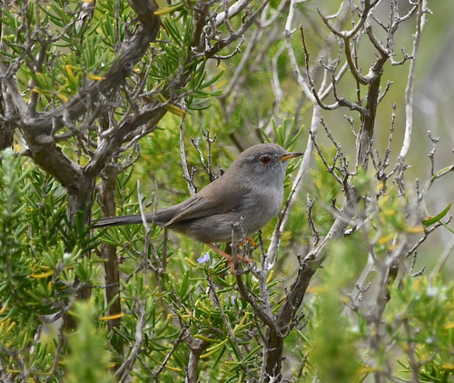 Balearic Warbler, Балеарские о-ва, Испания, photo 9 of 10