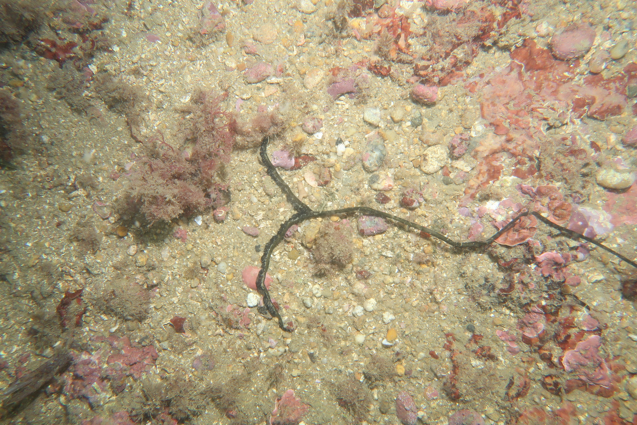 Bonellia viridis Rolando, 1822