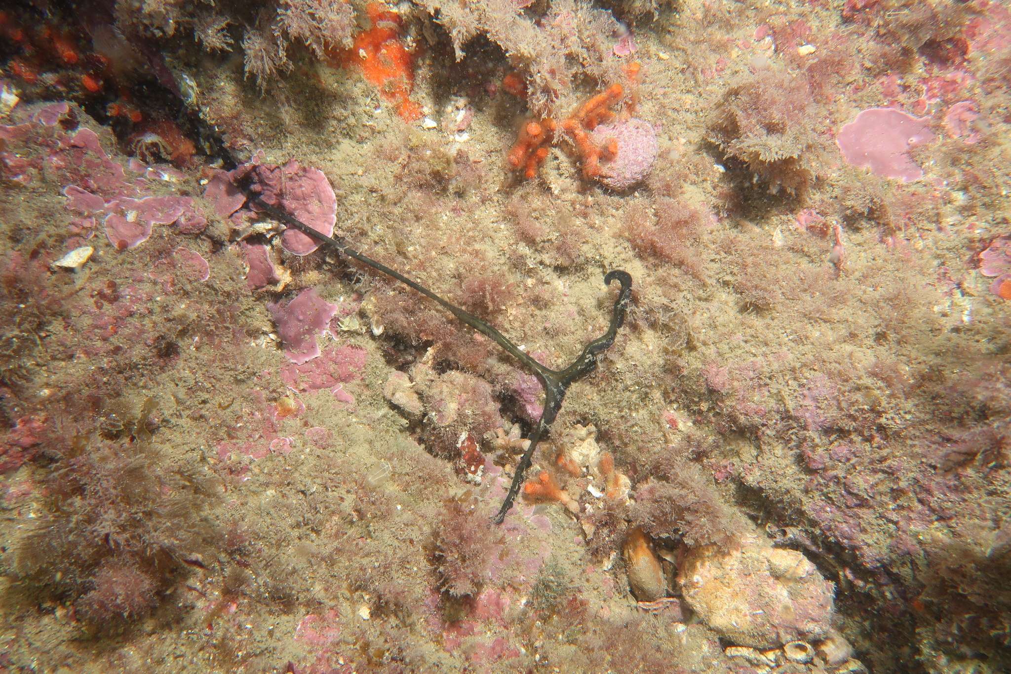 Bonellia viridis Rolando, 1822