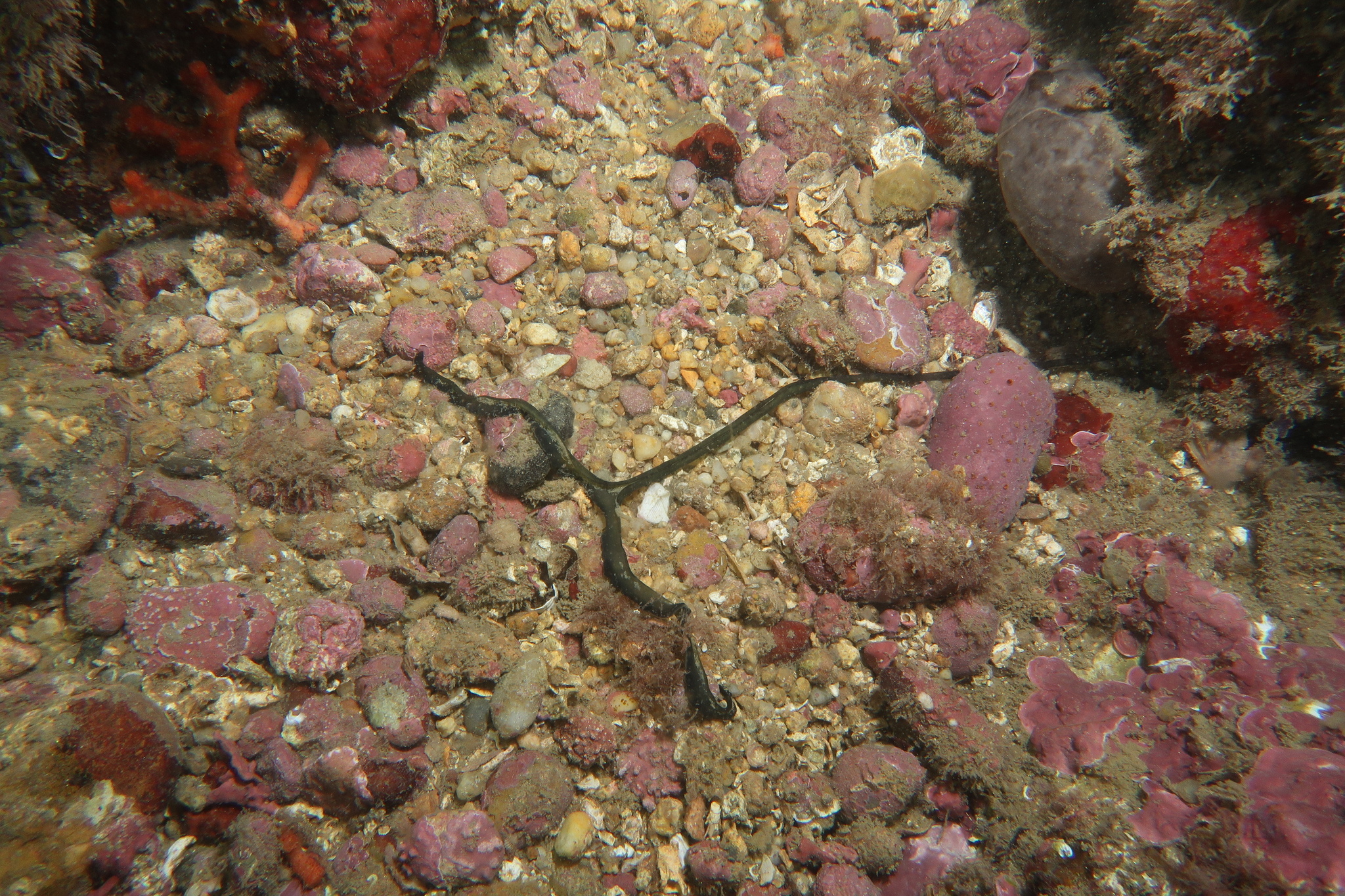 Bonellia viridis Rolando, 1822