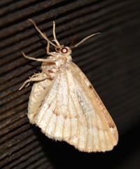 Caripeta divisata