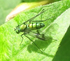 Condylostylus occidentalis