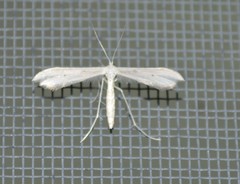 Hellinsia homodactylus