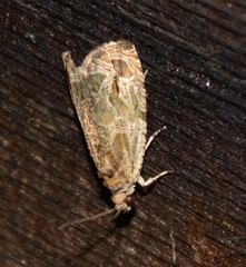 Olethreutes inornatana