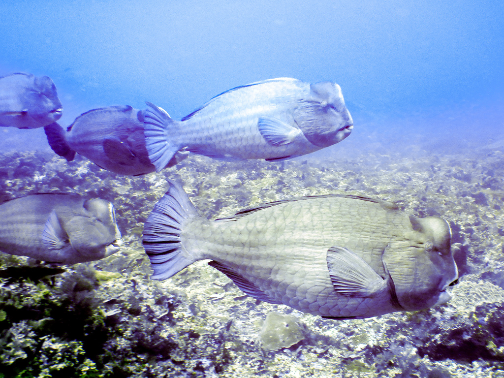 School of bumphead parrotfish swimming over a coral reef