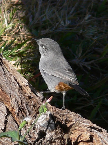Curruca subcoerulea
