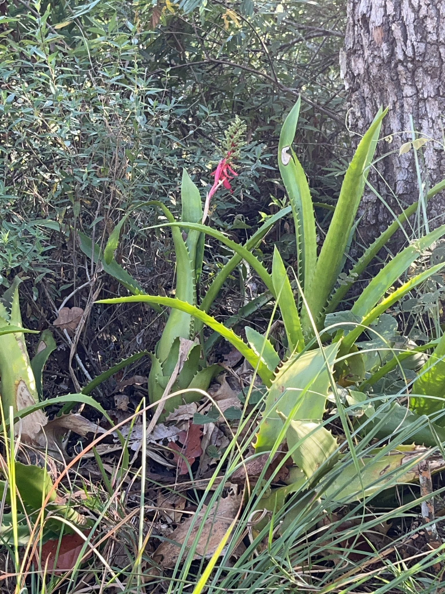 Imagem de Gravatá-de-fogo