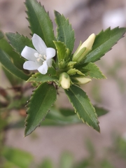 © alexecrow, some rights reserved (CC-BY-NC)