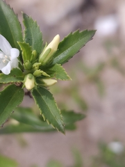 © alexecrow, some rights reserved (CC-BY-NC)