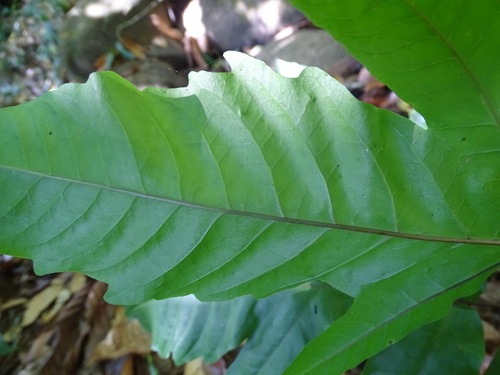 Image of Tectaria incisa by (c) Alexis López Hernández, some rights reserved (CC BY)