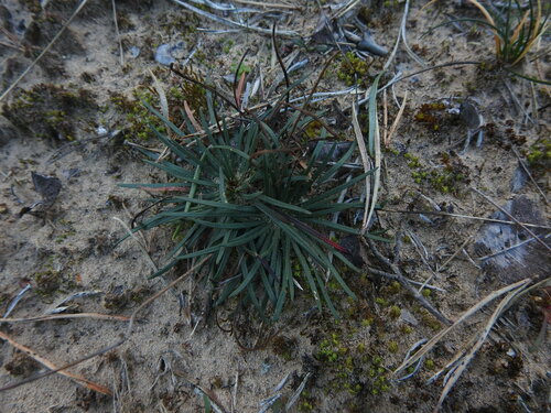 Armeria girardii, photograph 2