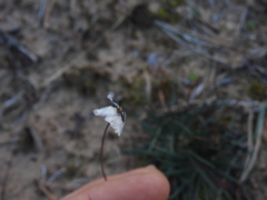Armeria girardii, photograph Yves Bas, CC BY, iNaturalist via GBIF