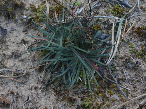 Armeria girardii