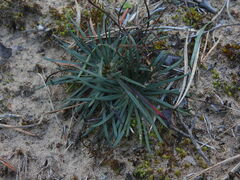 Armeria girardii