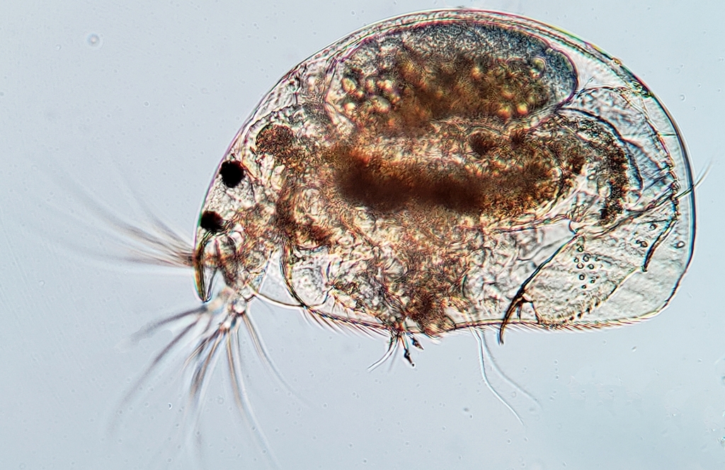Alona circumfimbriata