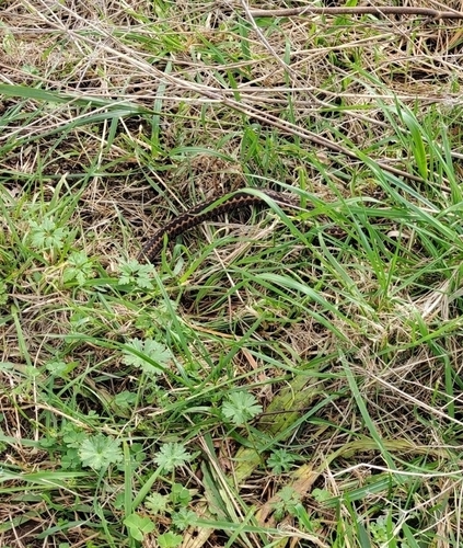 Seoane's Viper