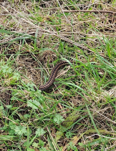 Seoane's Viper
