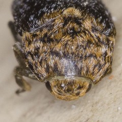 Dermestes undulatus