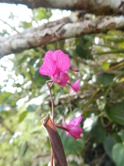 Comparettia falcata