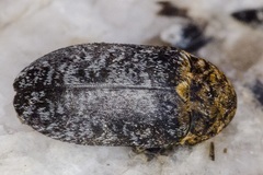 Dermestes undulatus