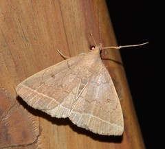 Zanclognatha marcidilinea