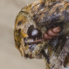 Dermestes undulatus