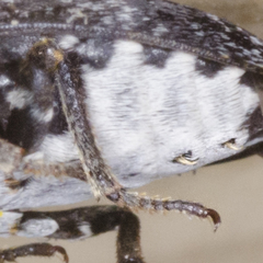 Dermestes undulatus