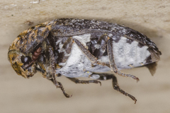 Dermestes undulatus