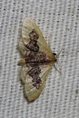 Idaea occidentaria