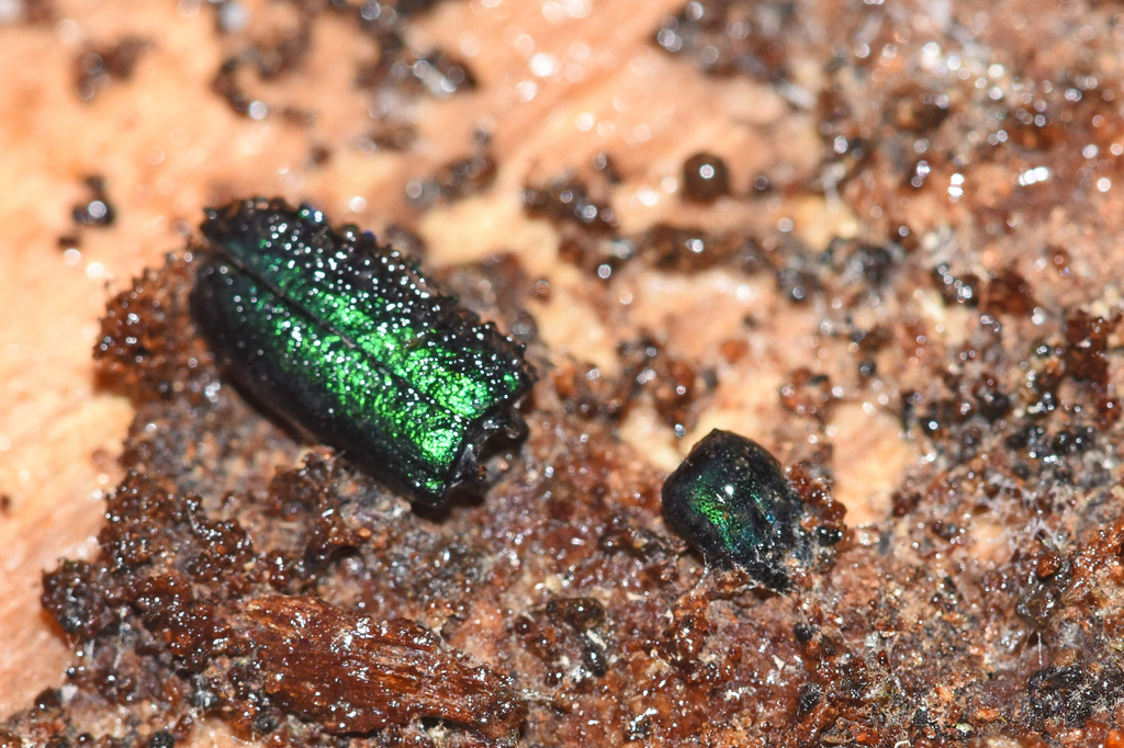 Green Bark Beetle