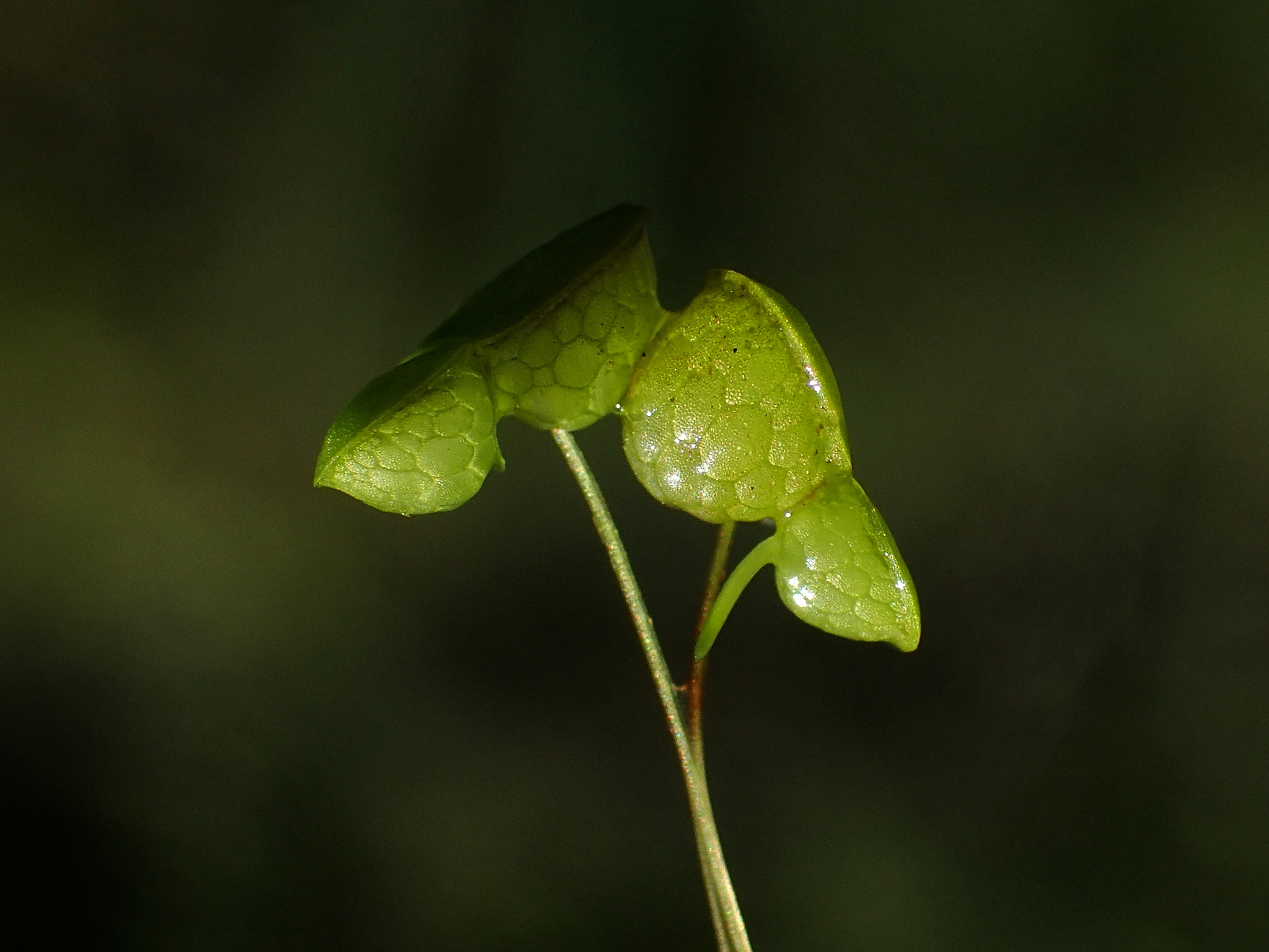 Lemna gibba
