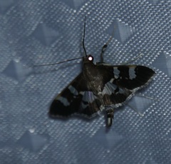 Desmia ufeus