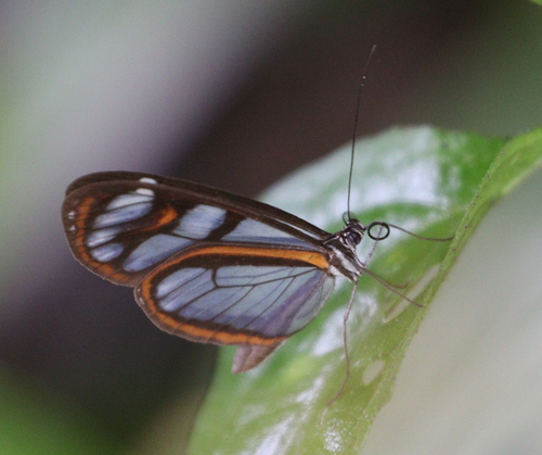 Oleria flora