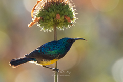 Cinnyris venustus falkensteini