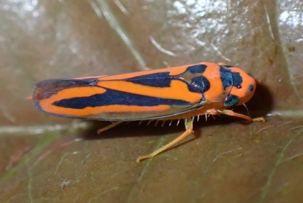 Soosiulus configuratus