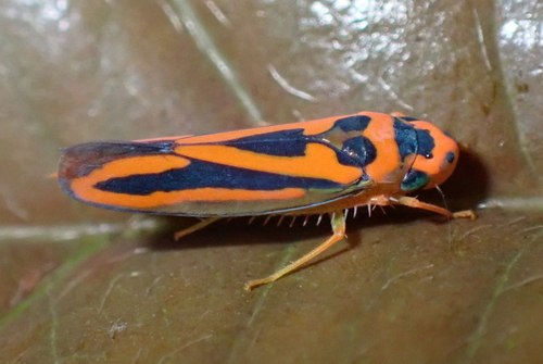Soosiulus configuratus