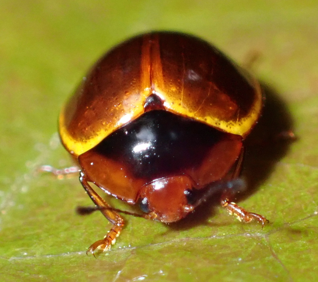 Iphiclus cinctellus